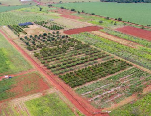Confira o calendário de dias-de-campo do MT Horticultura para 2018