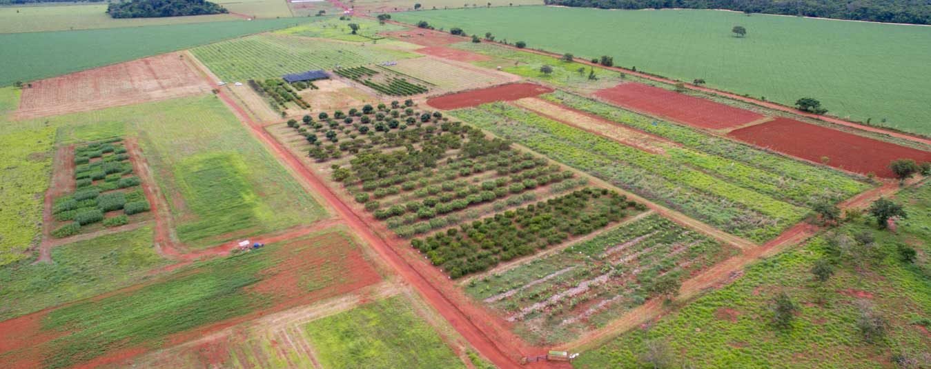 área demonstrativa MT Horticultura