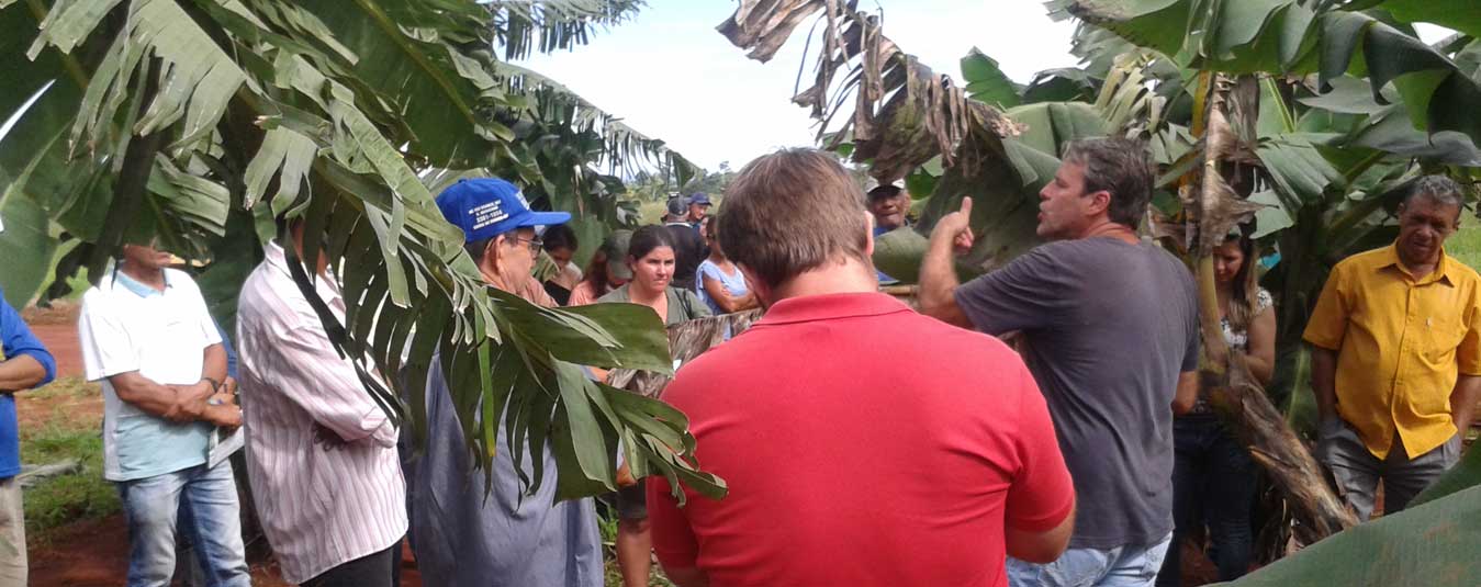 Dia de Campo - Cultura da Banana