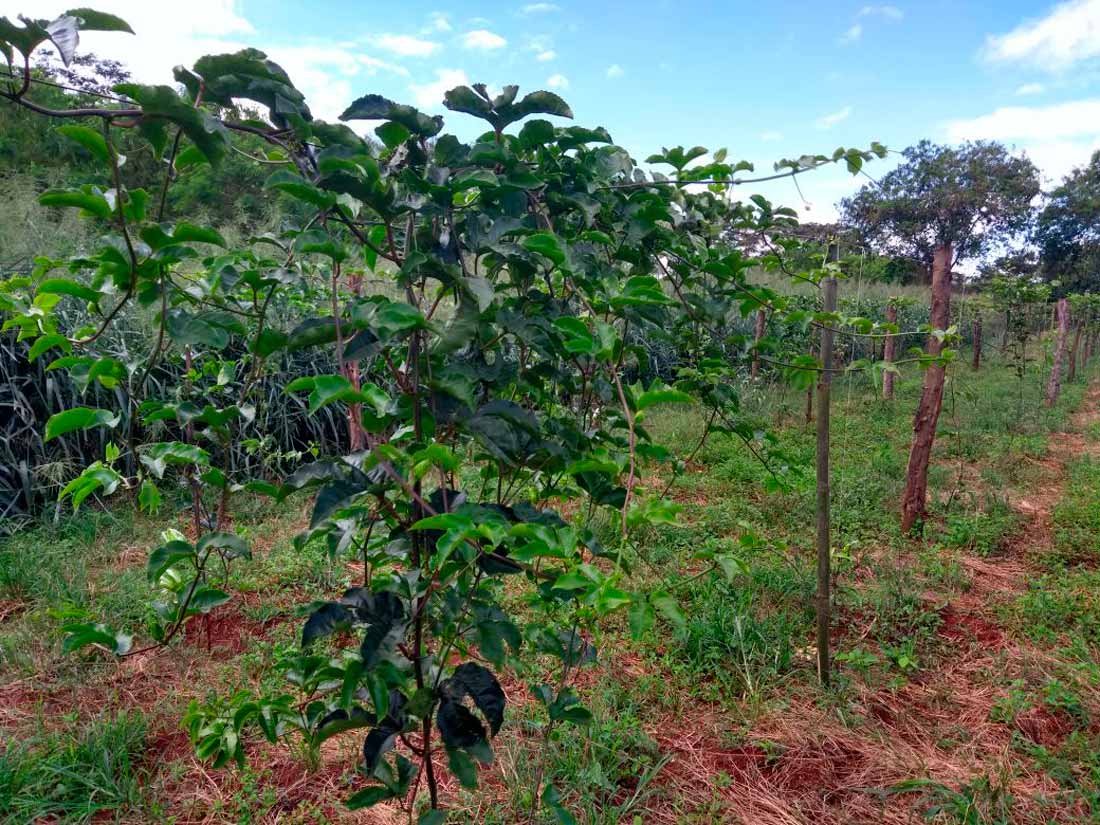 Cultura do maracujá