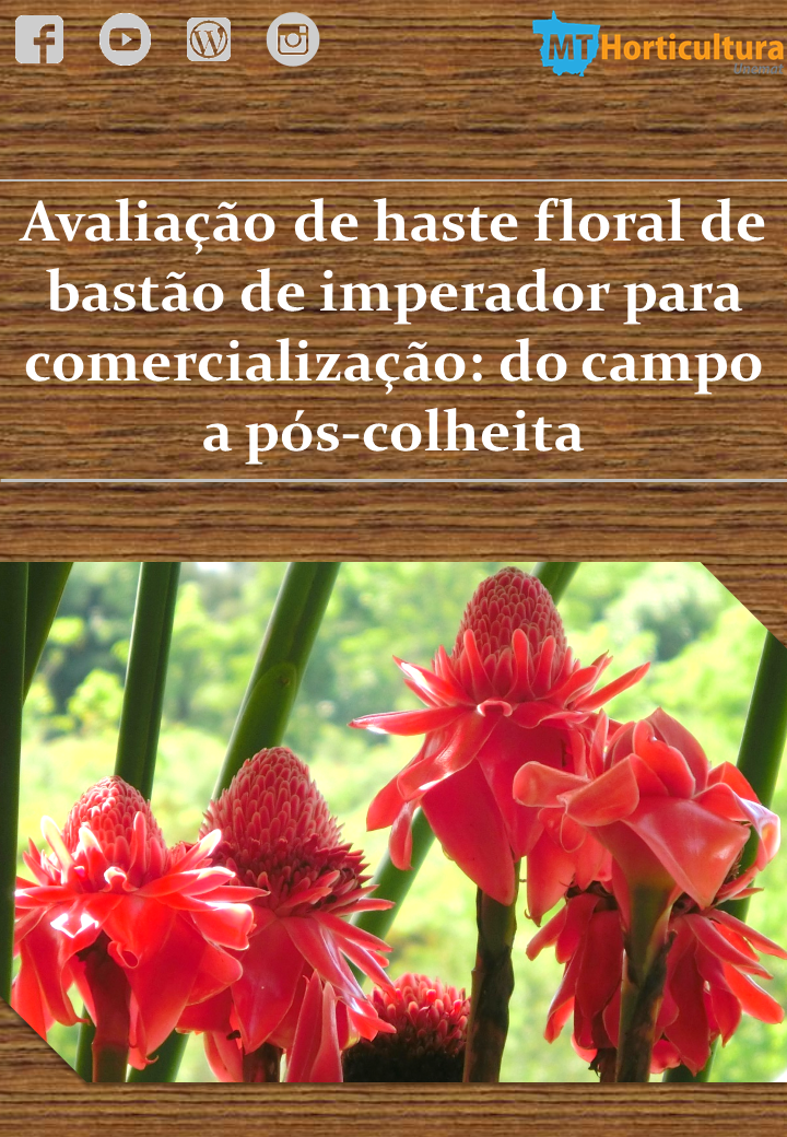 Capa avaliação bastão