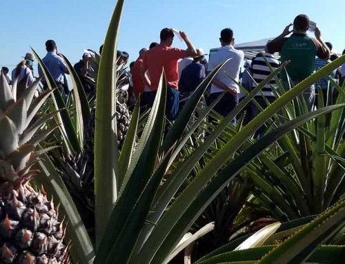 Cultivo do abacaxizeiro será tema do Dia de Campo 