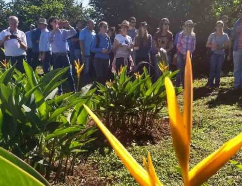 MT Horticultura promove dia de campo sobre flores tropicais
