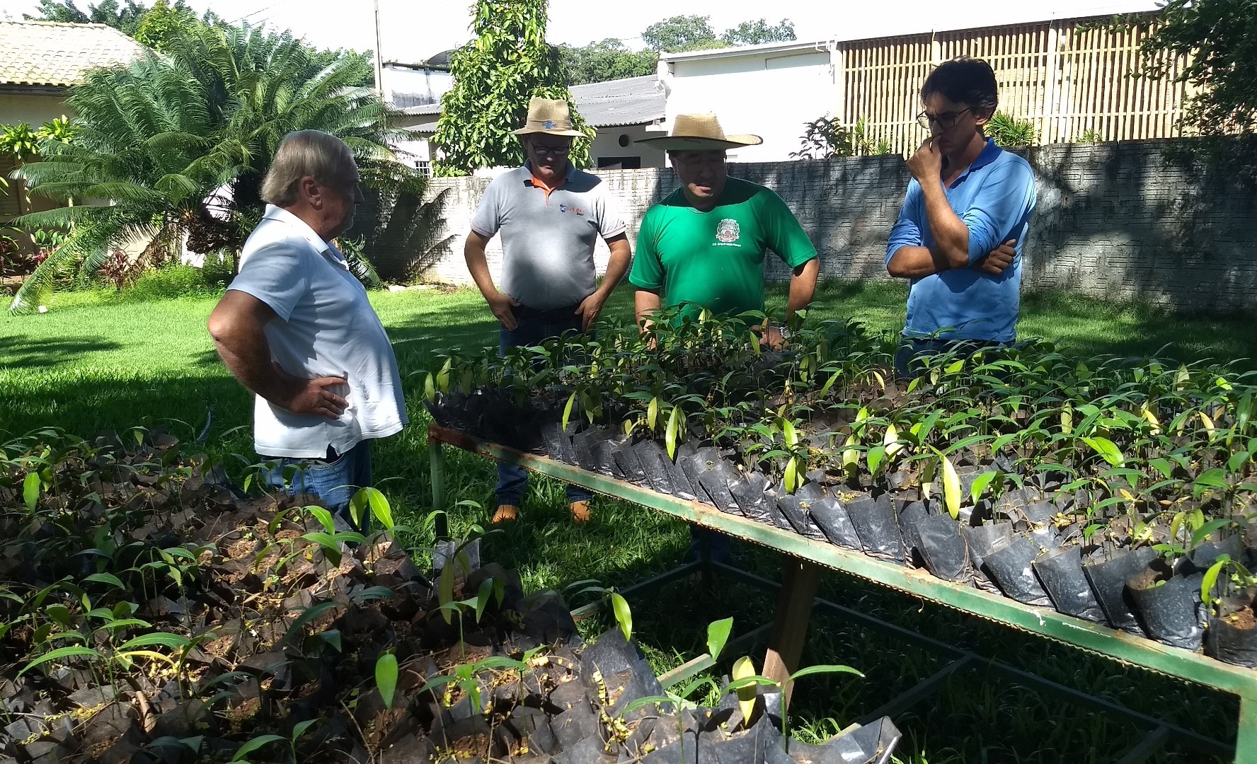 Mudas produzidas pelo produtor Nilson Waldow em sua propriedade. (Foto: Lorraine Francisca)