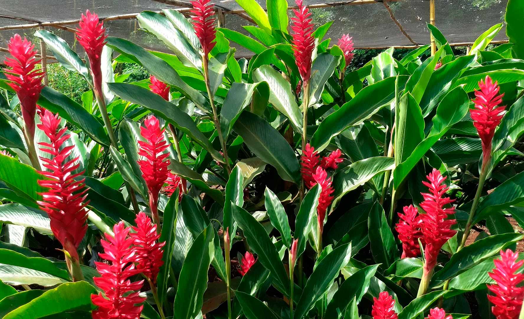 Família tangaraense é destaque na produção de flores tropicais