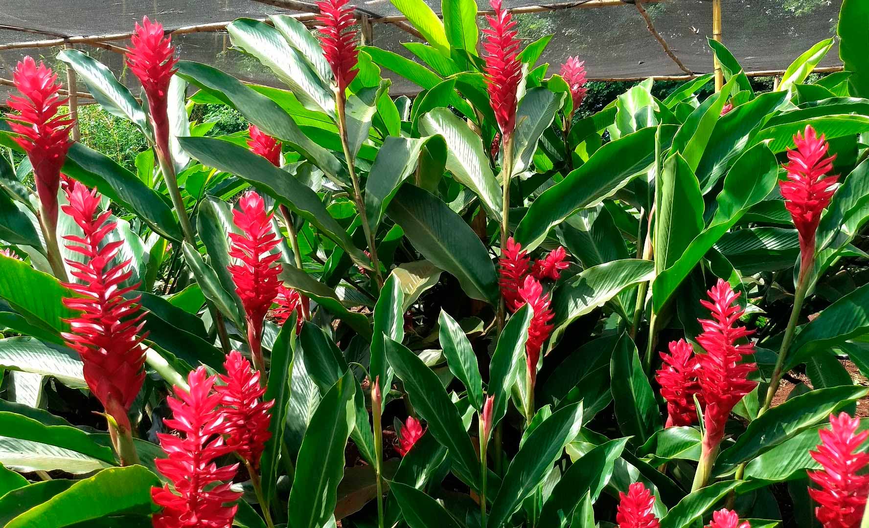 Variedade de alpínia cultivada na propriedade da família Trevizoli (Foto: Lorraine Franciscas Costa)